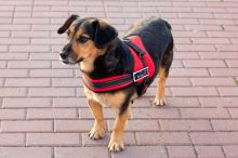 Silný postroj pro psy L 70-90cm Senior Dog červený