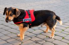 Silný postroj pro psa S 60-75cm Senior Dog červený